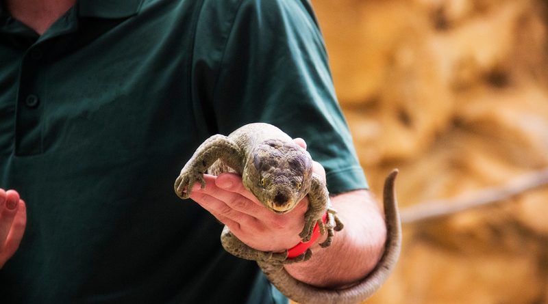 Soigneur s'occupe d'un lezard